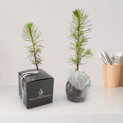 Cube Arbre Résineux