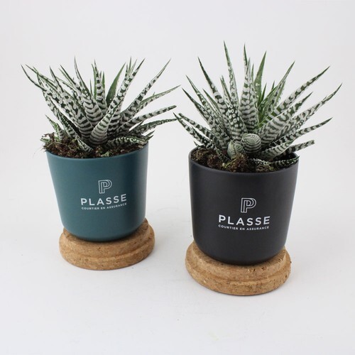 Plante pot bambou liège