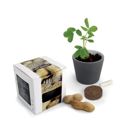 Kit pot ardoise graines arachide