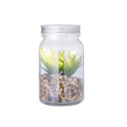 Plante Décorative Kyala