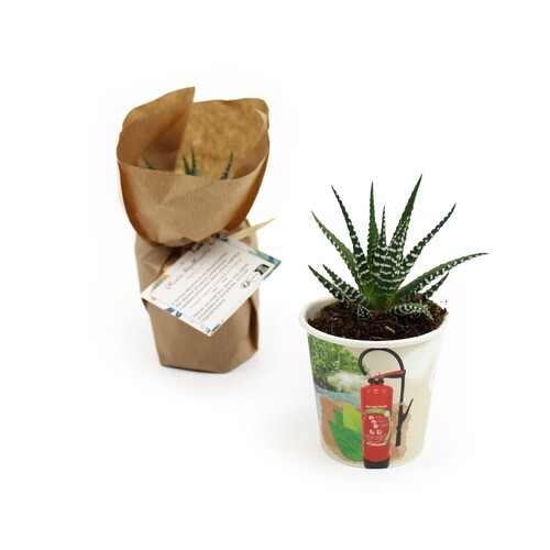 Pot carton plante quadri