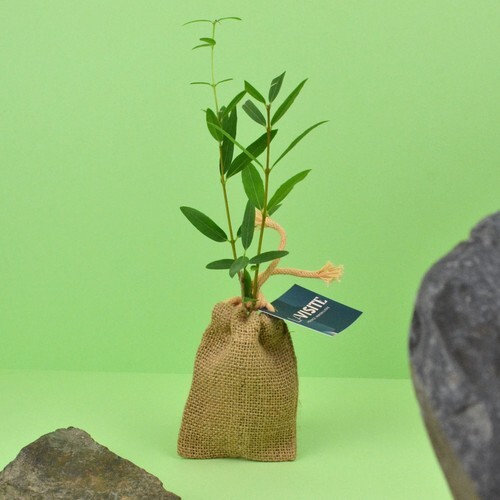 Mini plant d'arbre en pochon