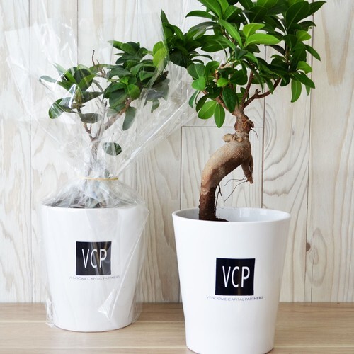 Ficus Ginseng pot Ø13,5cm