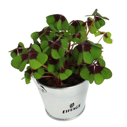 Trèfles à 4 feuilles poussés pot zinc Ø7 cm