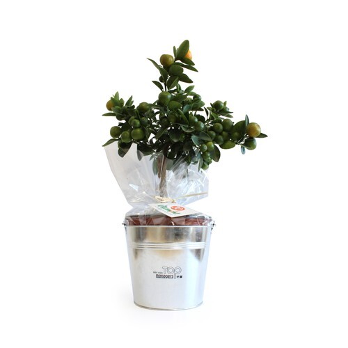 Oranger pot zinc Ø17cm