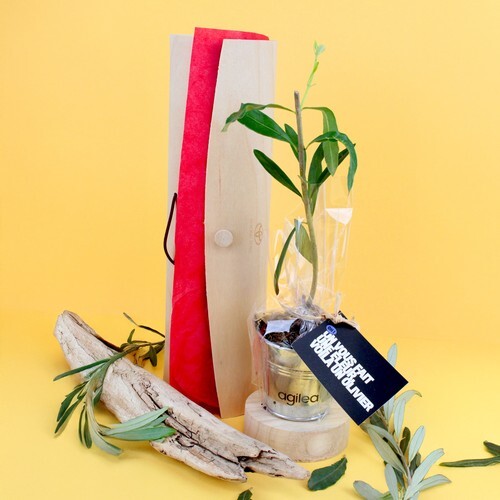 Plant d'arbre tube bois - Prestiges