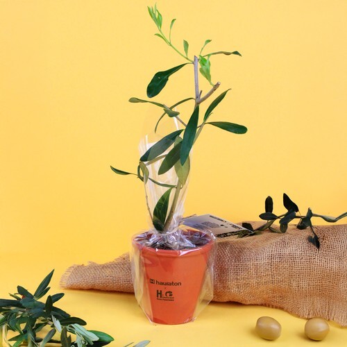 Plant d'arbre pot terre cuite Ø10 cm  - Prestiges