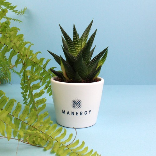 Plante pot céramique Ø7 cm