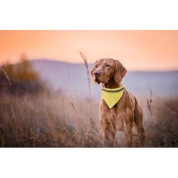 collier réfléchissant pour chien Lurex