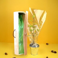 Plant d'arbre sac kraft - Feuillus