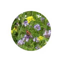 Sachets de graines de fleurs d'abeilles et de papillons 4 grammes