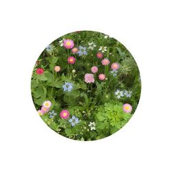 Sachets de graines de fleurs séchées 4 grammes