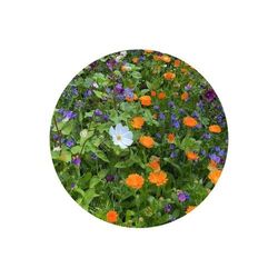 Sachets de graines de fleurs coupées 4 grammes