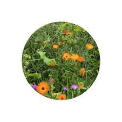 Sachets de graines de fleurs sauvages 4 grammes