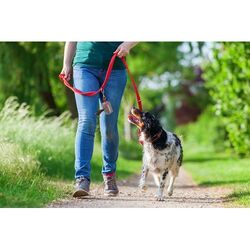 Distributeur Sur Mesure De Sachets Pour Chiens Rpet. Pavesave