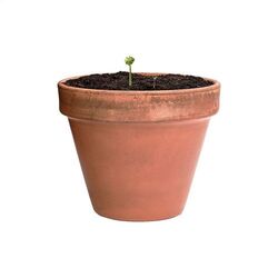 Boule de graines Flobba