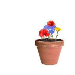 Boule de graines Flobba