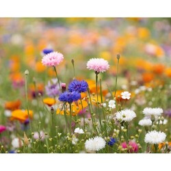 ASIDE Papier A5 graines de fleurs