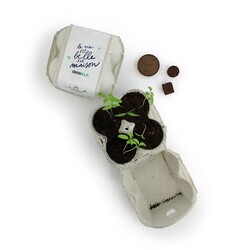 Palets graine boite oeuf