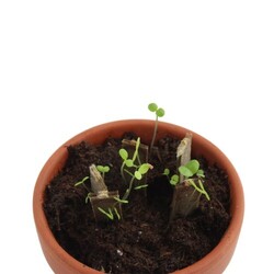 Etui 5 bâtonnets graines