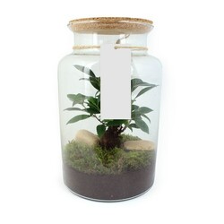 Terrarium - Grand modèle