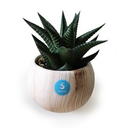 Plante pot céramique aimanté effet bois