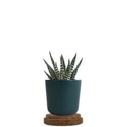 Plante pot bambou liège