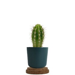 Plante pot bambou liège