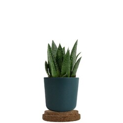 Plante pot bambou liège