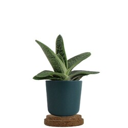 Plante pot bambou liège