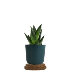 Plante pot bambou liège