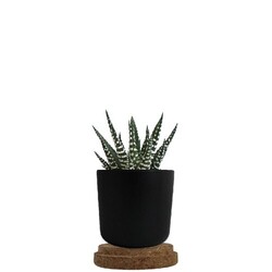 Plante pot bambou liège