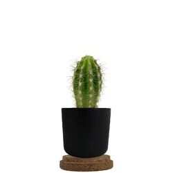 Plante pot bambou liège