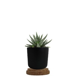 Plante pot bambou liège