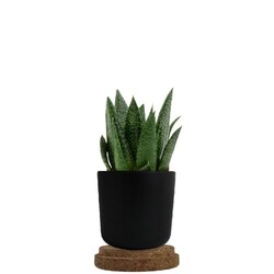 Plante pot bambou liège