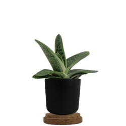 Plante pot bambou liège