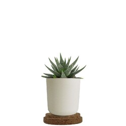 Plante pot bambou liège