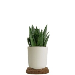Plante pot bambou liège