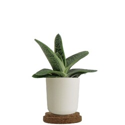 Plante pot bambou liège