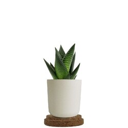 Plante pot bambou liège