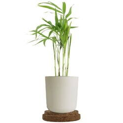 Plante pot bambou liège
