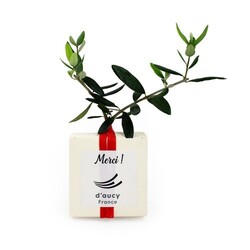 Cube Arbre Prestiges