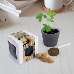 Kit pot ardoise graines arachide
