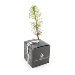 Cube Arbre Feuillus