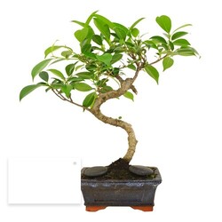 Bonsaï torsadé