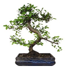 Bonsaï torsadé