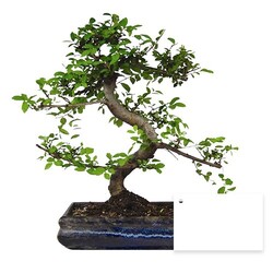 Bonsaï torsadé