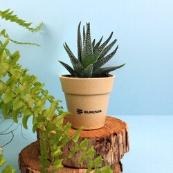 Plante pot bambou Ø10 cm
