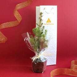 Plant d'arbre dans un sac papier graines - Résineux