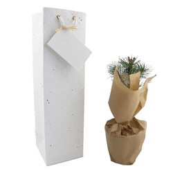 Plant d'arbre dans un sac papier graines - Résineux